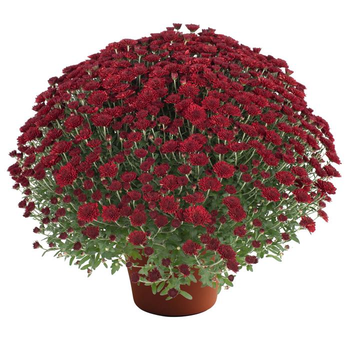 Selena Red - Chrysanthemum x morifolium (Garden Mum) from Wilson Farms Inc