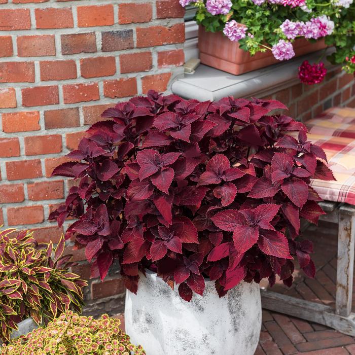  'Beale Street' Coleus - Main Street Coleus from Wilson Farms Inc