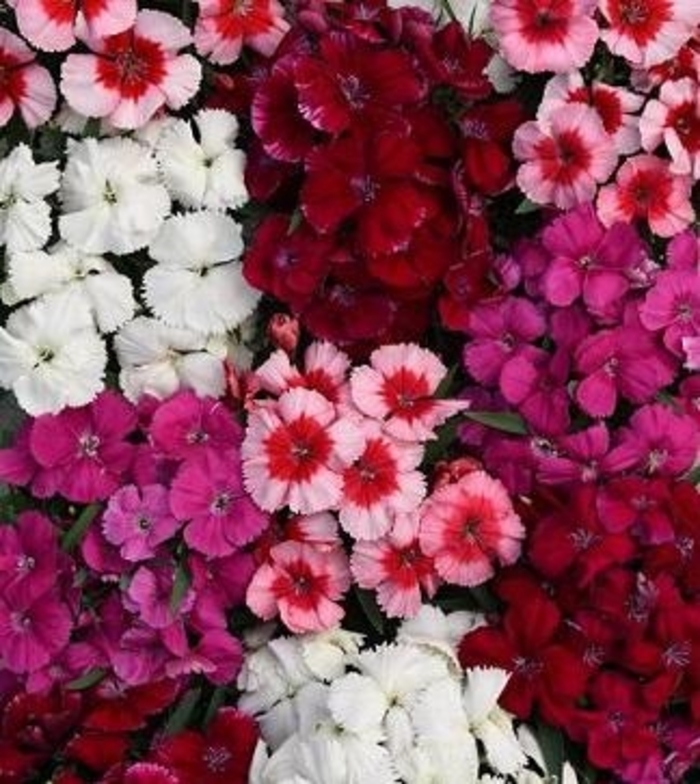 Dianthus - 'Corona' Mix from Wilson Farms Inc