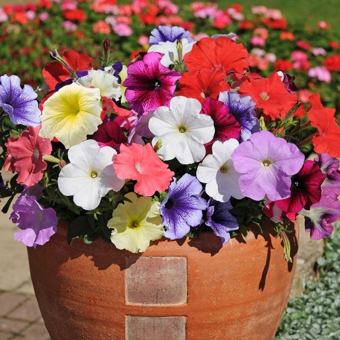 Petunias Assorted Colors - from Wilson Farms Inc