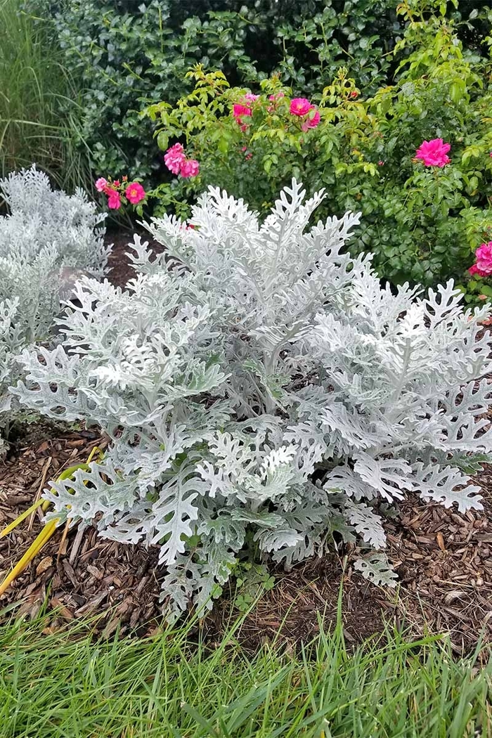 Dusty Miller - Senecio cineraria from Wilson Farms Inc