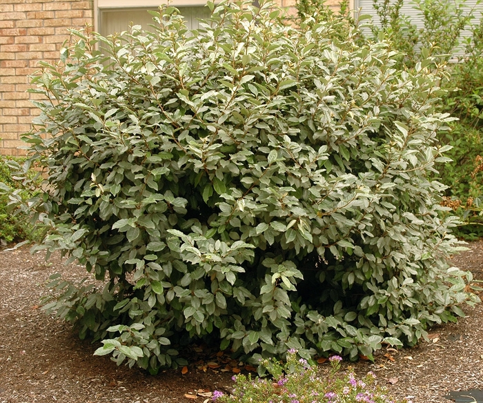 Eleagnus - Silverberry from Wilson Farms Inc