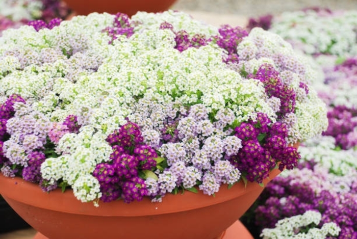Alyssum Crystal Clear - Lobularia maritima (Alyssum) from Wilson Farms Inc