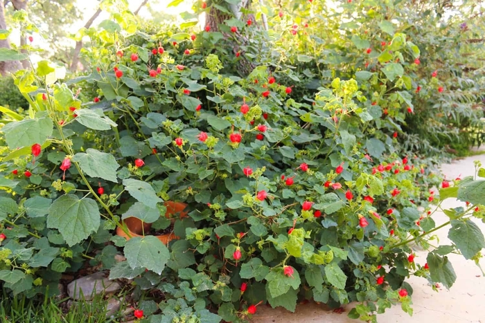 Turk's Cap - Malvaviscus arboreus var. drummondii from Wilson Farms Inc