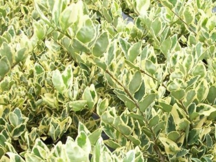 Jack Frost Ligustrum - Lagustrum japonicum from Wilson Farms Inc