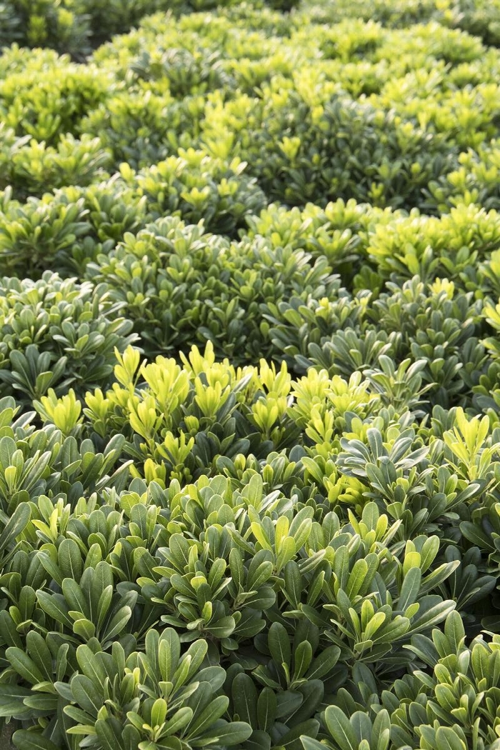 Dwarf Mock Orange - Pittosporum tob 'Wheeler's Dwarf' from Wilson Farms Inc