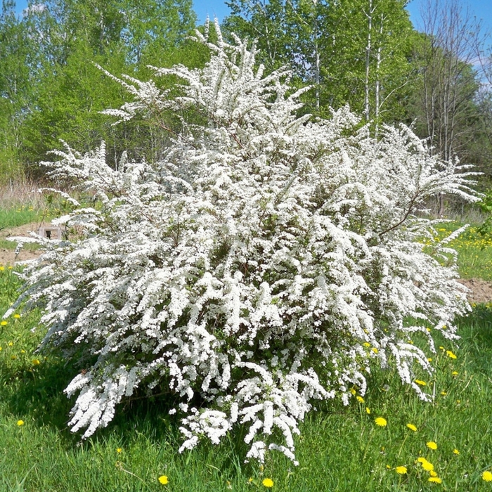 Bridal Wreath Spirea - Spiraea prunifolia from Wilson Farms Inc