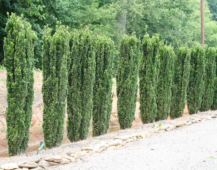 'Sky Pencil' Japanese Holly - Ilex crenata from Wilson Farms Inc