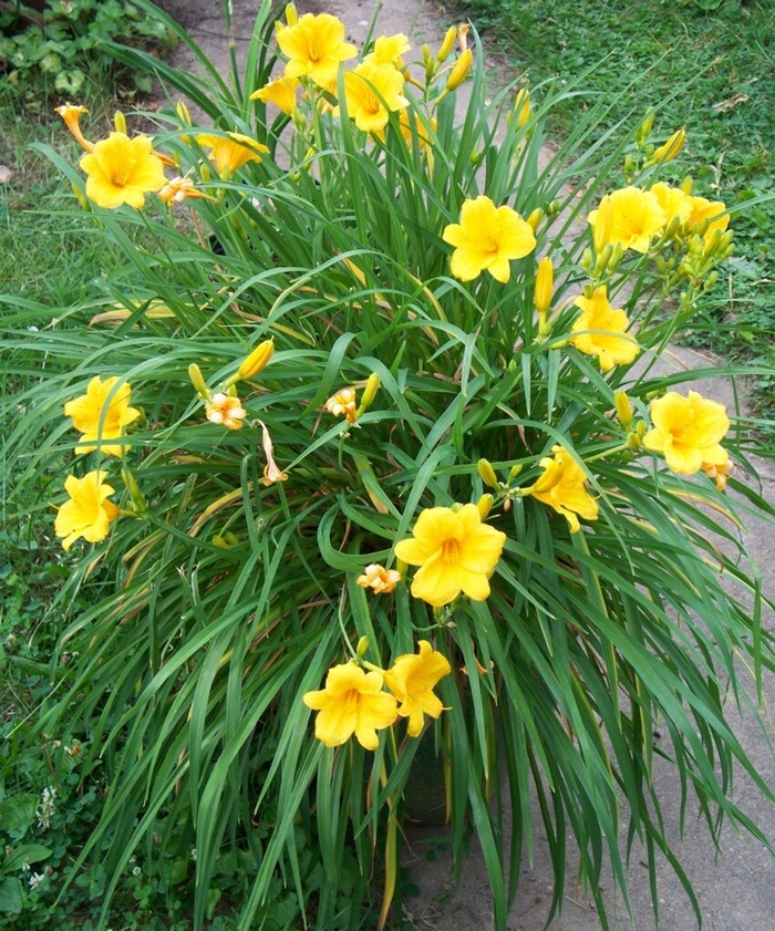 Daylily - Hemerocallis 'Stella d' Oro' from Wilson Farms Inc