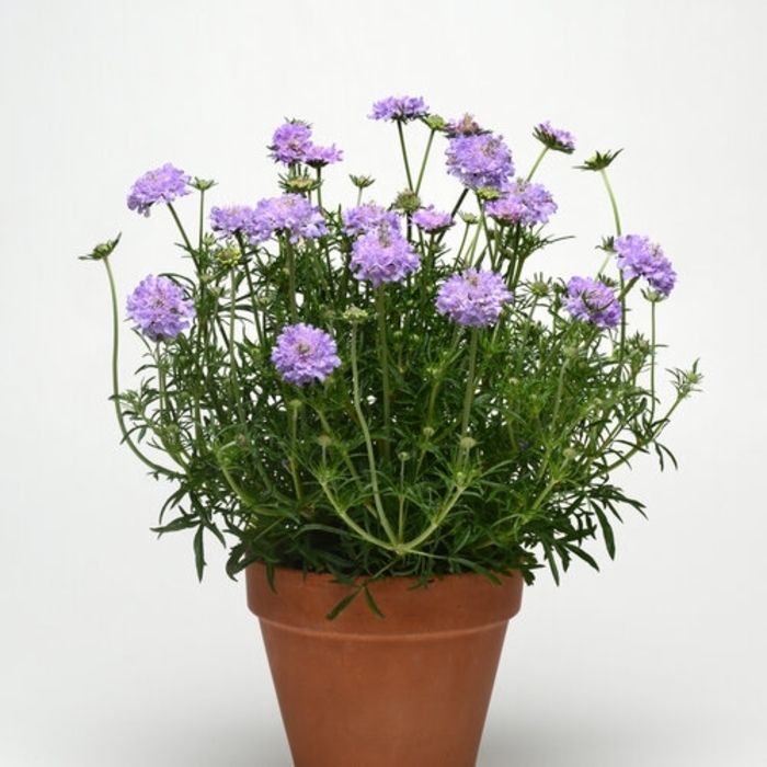 Pincushion Flower - Scabiosa columbaria 'Flutter&trade; Deep Blue' from Wilson Farms Inc