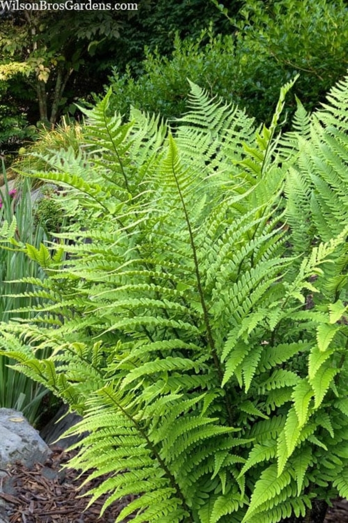 Wood Fern - from Wilson Farms Inc