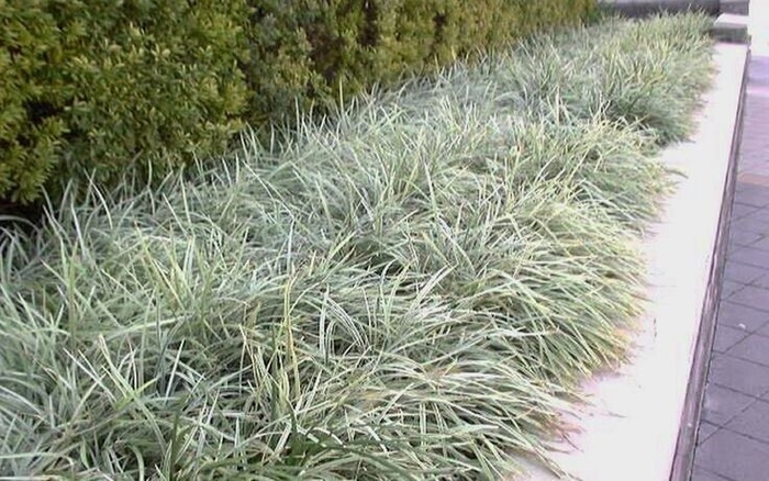 Aztec Grass - Liriope muscari from Wilson Farms Inc