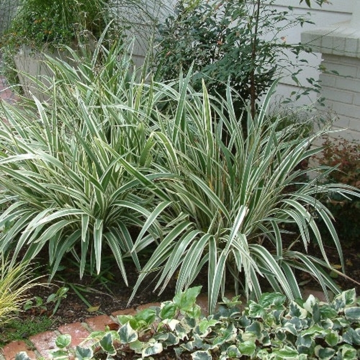Flax Lily - Dianella Tasmanica from Wilson Farms Inc