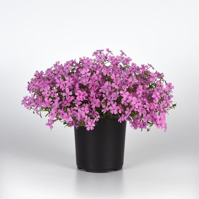 Spring Splash&trade; Pink - Phlox from Wilson Farms Inc