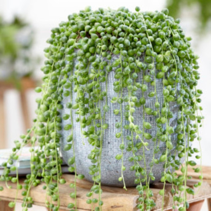 String of Pearls - Senecio Rowleyanus from Wilson Farms Inc