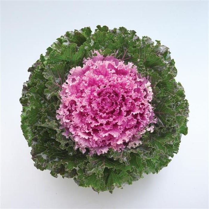Crystal Pink Flowering Kale - Brassica oleracea from Wilson Farms Inc