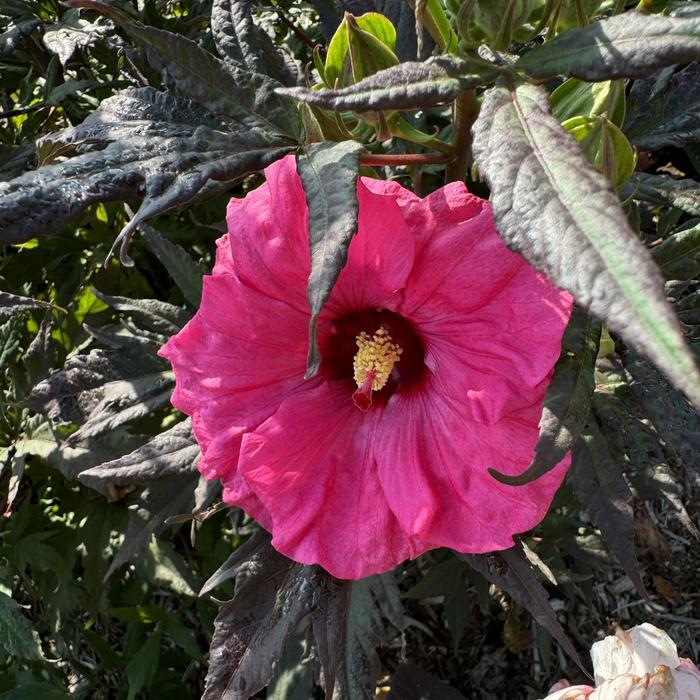 'Inner Glow' Rose Mallow - Hibiscus from Wilson Farms Inc