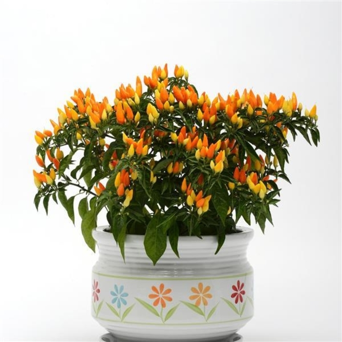 'Sedona Sun' - Capsicum annuum (Ornamental Pepper) from Wilson Farms Inc