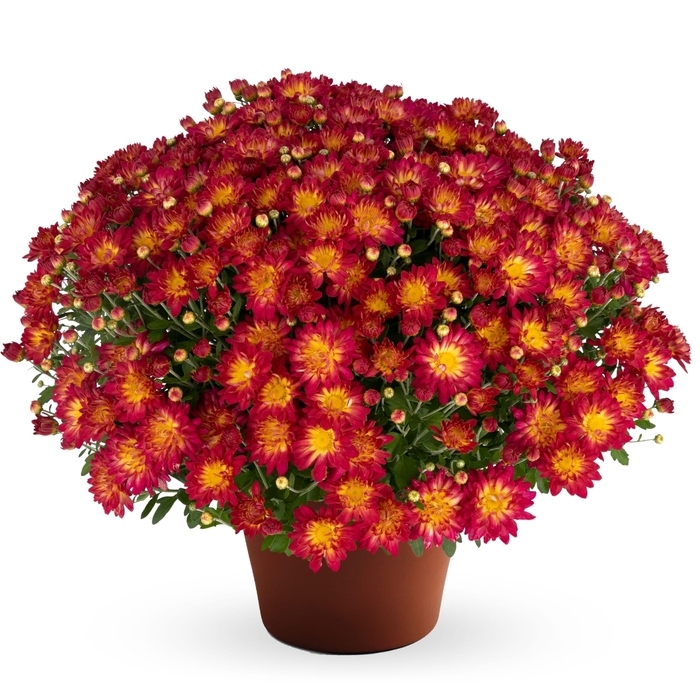 Summer Sunset - Chrysanthemum morifolium from Wilson Farms Inc