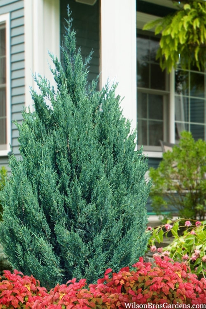 Blue Point Juniper - Juniperus chinensis from Wilson Farms Inc