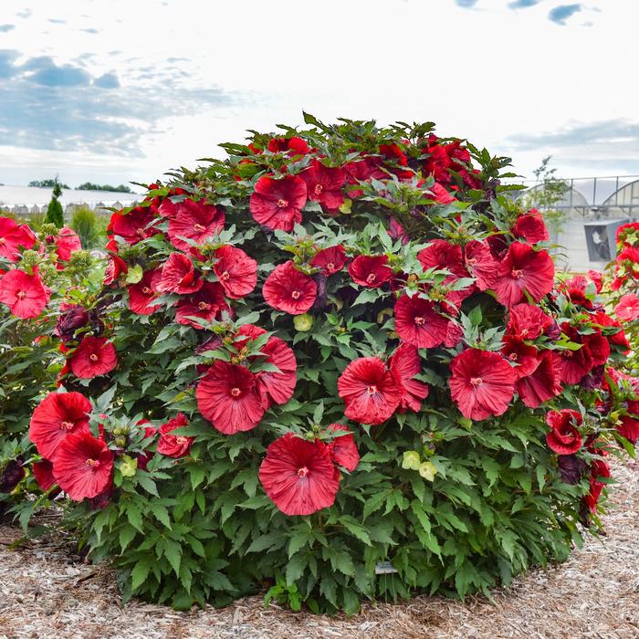 'Blackberry Merlot' Rose Mallow - Hibiscus from Wilson Farms Inc