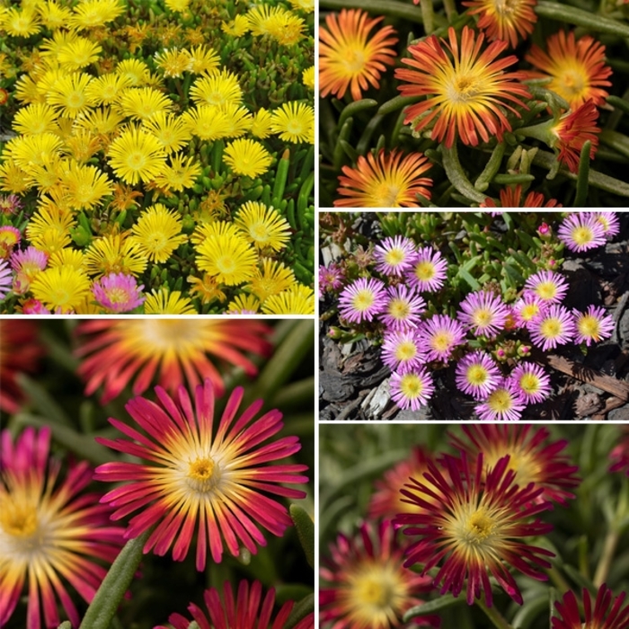 Wheels of Wonder – Assorted Colors - Delosperma cooperi- Ice Plant from Wilson Farms Inc