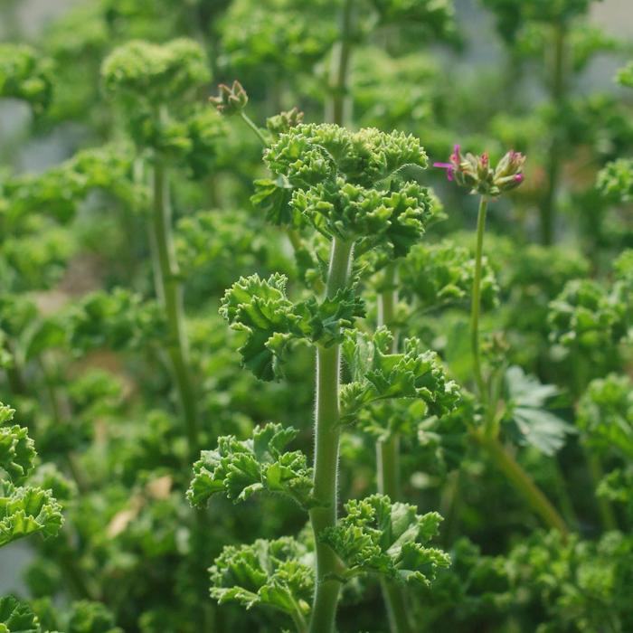 Scented Geranium - Pelargonium crispum from Wilson Farms Inc
