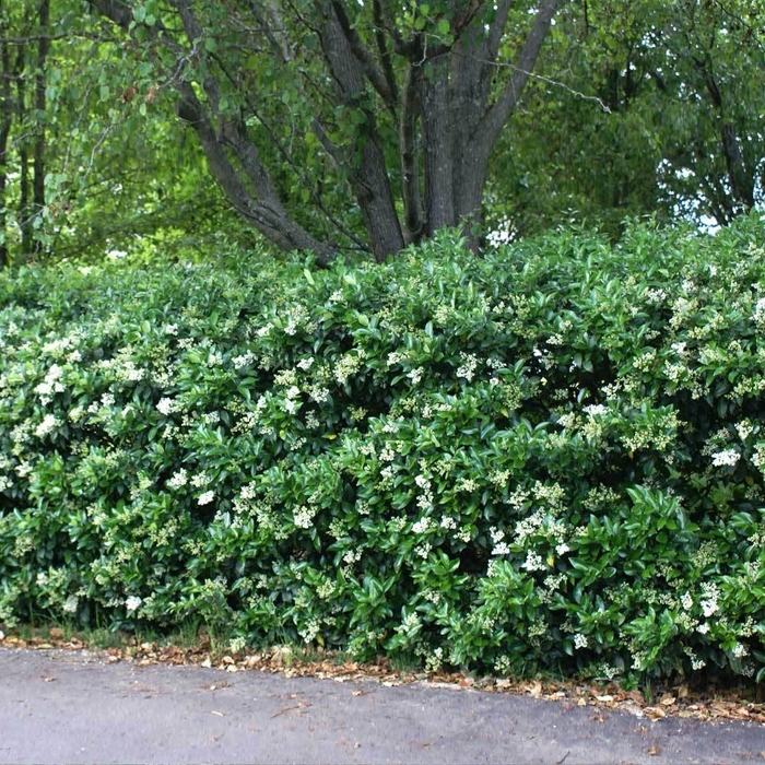 Waxleaf Ligustrum - Ligustrum japonicum from Wilson Farms Inc