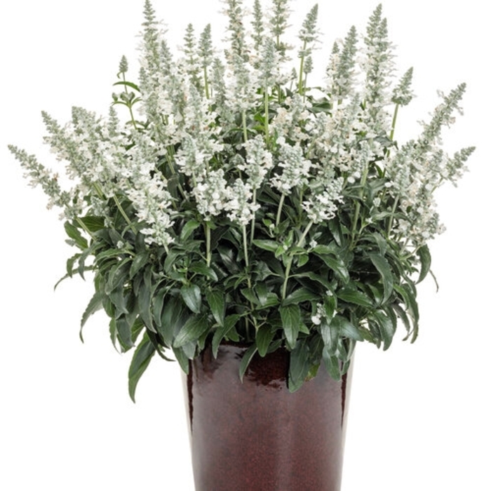 'Victoria White' Salvia - Salvia farinacea from Wilson Farms Inc